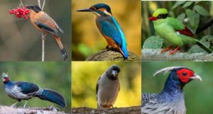 Sattal Birding Zone