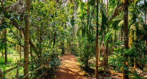 Spice Plantations
