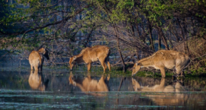 Sultanpur National Park