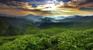Tata Coffee Plantation