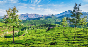 Thekkady's Spice Plantations