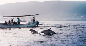Ashwem-Morjim Coast Dolphins