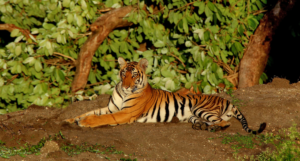 Bandipur National Park