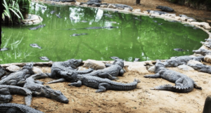 Crocodile Bank