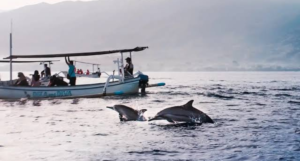 Dolphin-Watching Boat Ride at Coco Beach