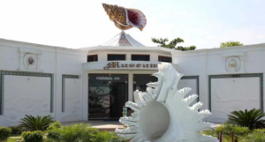 India Seashell Museum