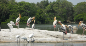 Kumarakom Bird Sanctuary