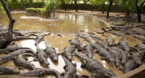 Madras Crocodile Bank Trust