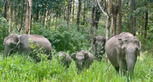 Nagarhole National Park