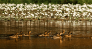 Pilerne Wetlands birds