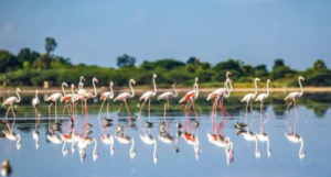Pulicat Lake