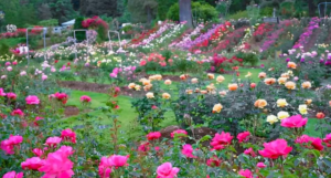 Rose Garden