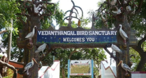 Vedanthangal Bird Sanctuary