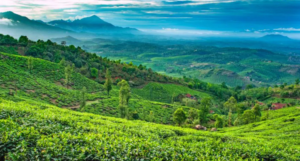 Wayanad
