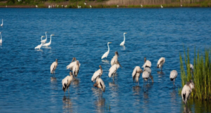 birdwatching at Pathiramanal Island