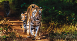 Bhimashankar Wildlife Sanctuary
