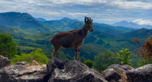 Eravikulam National Park