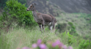 Eravikulam National Park