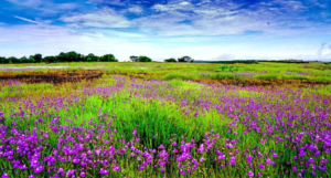 Kaas Plateau