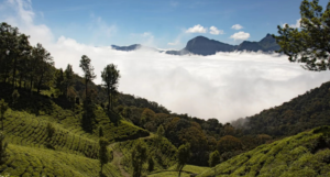 Munnar in Winter