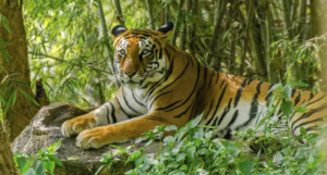 Periyar Tiger Reserve