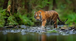 Periyar Wildlife Sanctuary