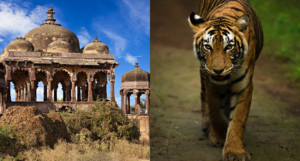 Ranthambore Fort and Go Wildlife Spotting