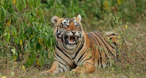 Sariska Tiger Reserve