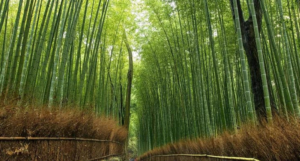 Thekkady's Bamboo Forests