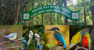 Thattekad Bird Sanctuary