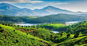 Thekkady Spice Plantations