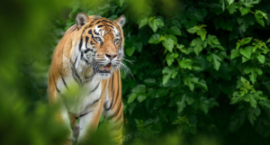 Wayanad Wildlife Sanctuary