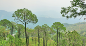 kasauli pine forest